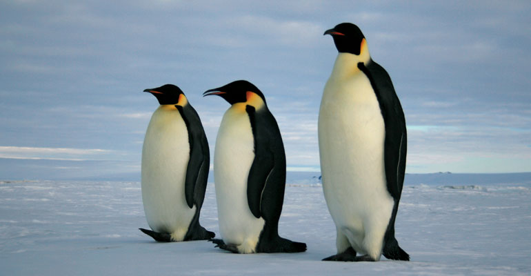 What every B2B webmaster needs to know about the Penguin 4.0 update