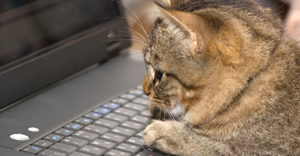 Protecting Your Brand From Domain Squatters and Copy Cats